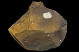 Unidentified Fossil Seed From North Dakota - Paleocene #96887-1